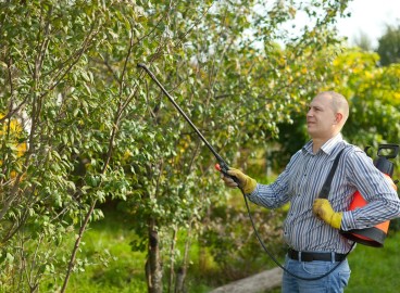 Comment traiter les pommiers après la floraison contre les parasites : 20 remèdes pour toutes les occasions