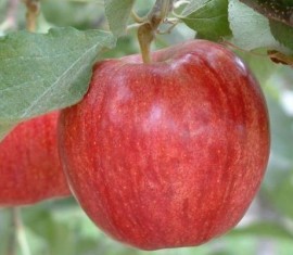 Pommier Gala Royal : caractéristiques de la variété et entretien