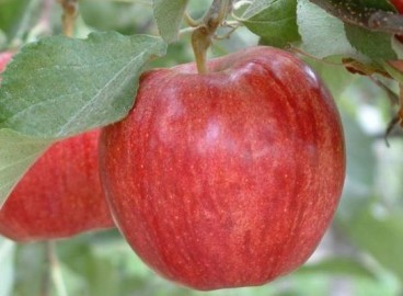 Pommier Gala Royal : caractéristiques de la variété et entretien