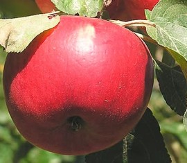 Pommier, cadeau pour les enfants : caractéristiques de la variété et entretien