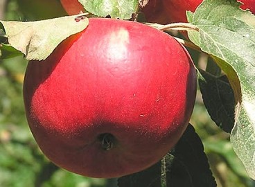 Pommier, cadeau pour les enfants : caractéristiques de la variété et entretien
