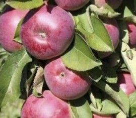 Pommier Geyser : Variété et conseils d’entretien