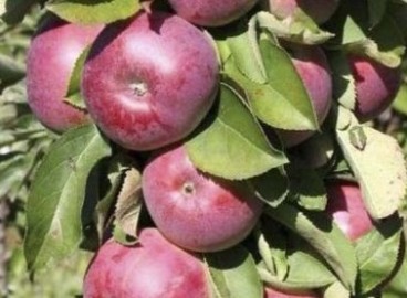 Pommier Geyser : Variété et conseils d’entretien