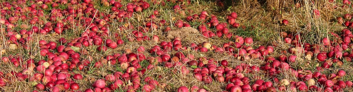 Sol pour la plantation de pommiers : exigences en matière d’acidité, correction, fertilisation et amélioration de la fertilité