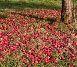 Sol pour la plantation de pommiers : exigences en matière d’acidité, correction, fertilisation et amélioration de la fertilité