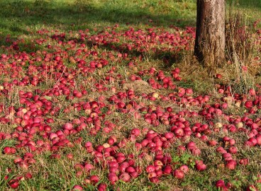 Sol pour la plantation de pommiers : exigences en matière d’acidité, correction, fertilisation et amélioration de la fertilité