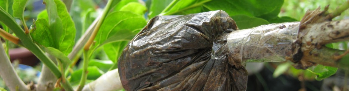 Multiplication des pommiers par marcottage aérien : enracinement d’une branche sur un arbre