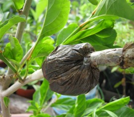 Multiplication des pommiers par marcottage aérien : enracinement d’une branche sur un arbre