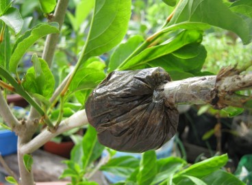 Multiplication des pommiers par marcottage aérien : enracinement d’une branche sur un arbre
