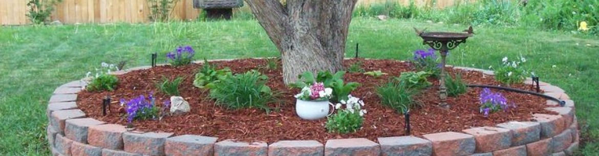 Que planter à l'ombre d'un pommier : 5 raisons d'utiliser le cercle formé par le tronc de l'arbre