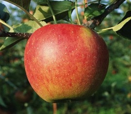 Pommier « Oural Souvenir » : caractéristiques de la variété et entretien
