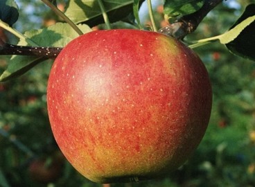Pommier « Oural Souvenir » : caractéristiques de la variété et entretien