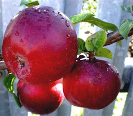 Pommier violet Anis : variété et conseils d’entretien