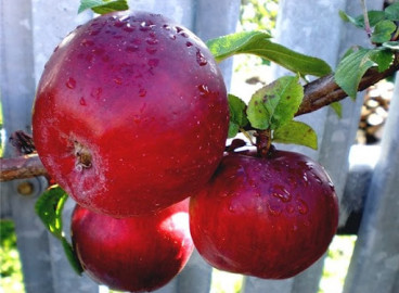 Pommier violet Anis : variété et conseils d’entretien