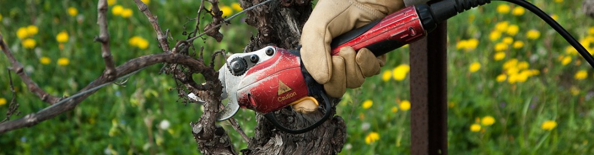 Guide de taille des pommiers pour débutants