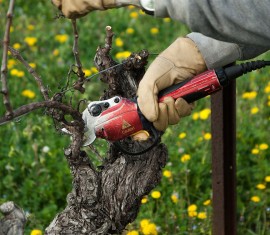 Guide de taille des pommiers pour débutants