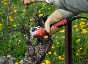 Guide de taille des pommiers pour débutants