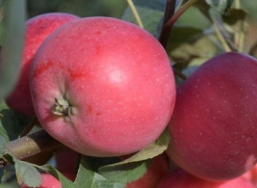 Pommier Zavethnoye : caractéristiques de la variété et entretien