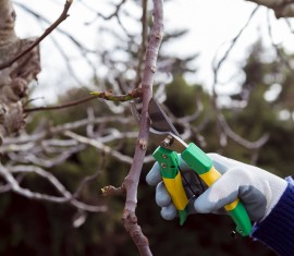 Pourquoi taille-t-on la cime d'un pommier ?