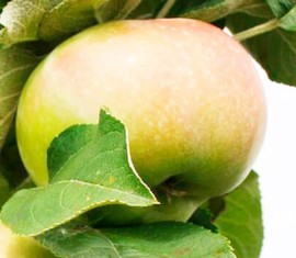 Pommier Teleimon : caractéristiques de la variété et entretien