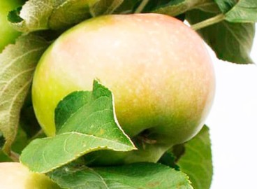 Pommier Teleimon : caractéristiques de la variété et entretien