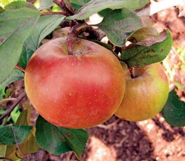 Fraîcheur du pommier : caractéristiques de la variété et entretien