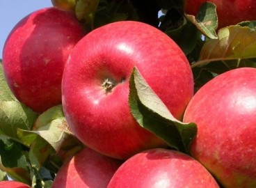 Pommier Ostankino : caractéristiques de la variété et entretien