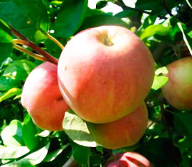 Pommier de dessert Isaev : Variété, caractéristiques et entretien