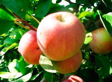 Pommier de dessert Isaev : Variété, caractéristiques et entretien