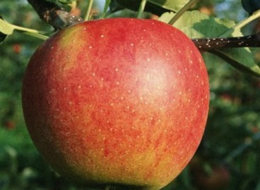 Pommier Cortland : caractéristiques de la variété et entretien