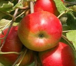 Pommier Barguzin : caractéristiques de la variété et entretien