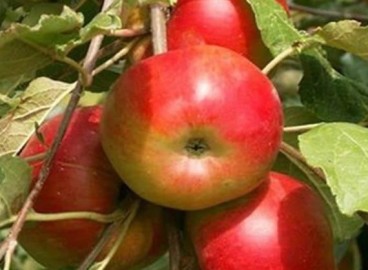 Pommier Barguzin : caractéristiques de la variété et entretien