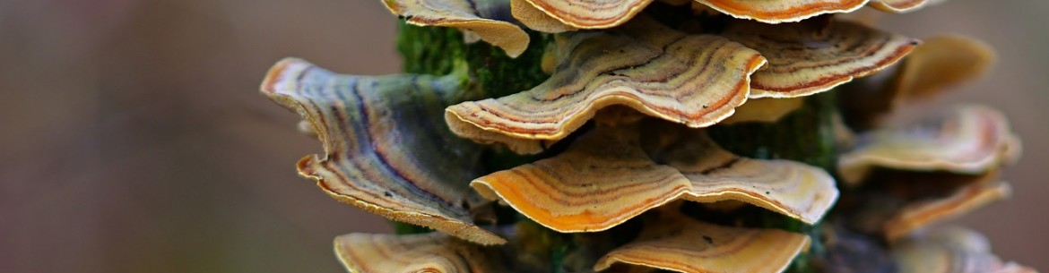 Que faire contre les champignons sur un pommier : comment combattre le parasite et comment traiter l’arbre ?