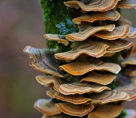 Que faire contre les champignons sur un pommier : comment combattre le parasite et comment traiter l’arbre ?