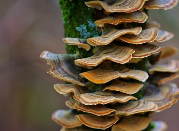 Que faire contre les champignons sur un pommier : comment combattre le parasite et comment traiter l’arbre ?