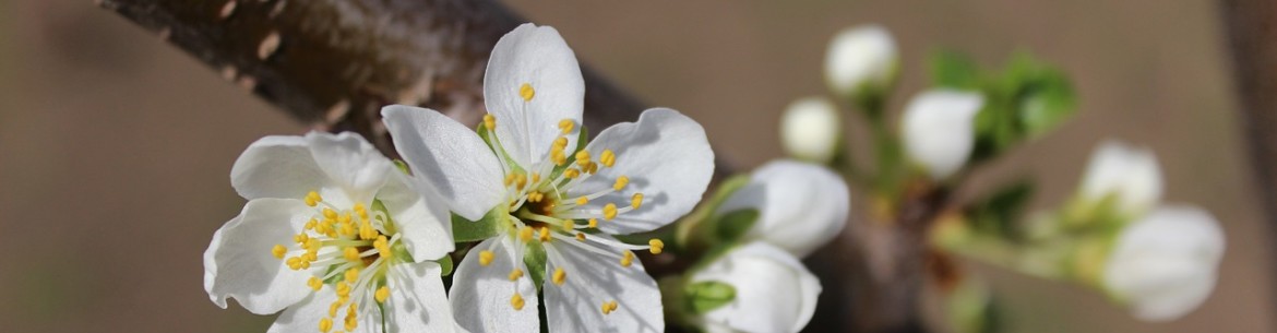 Greffage de pommiers au printemps pour débutants : méthodes, période, instructions étape par étape