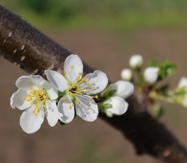 Greffage de pommiers au printemps pour débutants : méthodes, période, instructions étape par étape
