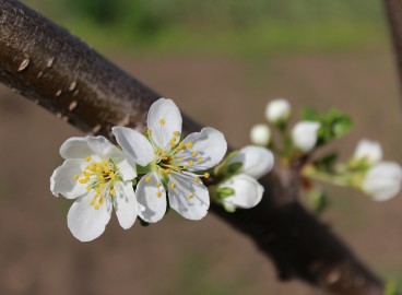 Greffage de pommiers au printemps pour débutants : méthodes, période, instructions étape par étape