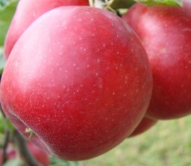 Pommier Prima : caractéristiques de la variété et entretien