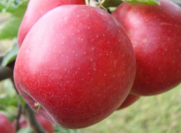 Pommier Prima : caractéristiques de la variété et entretien