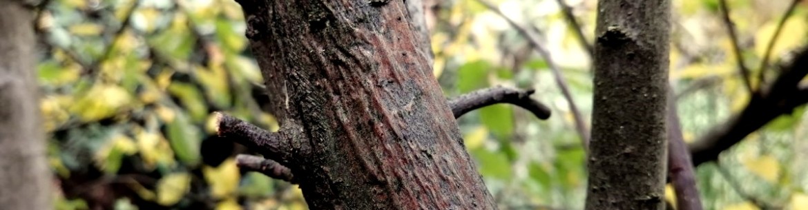 Comment soigner l'écorce abîmée et fissurée d'un pommier
