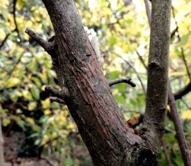 Comment soigner l'écorce abîmée et fissurée d'un pommier