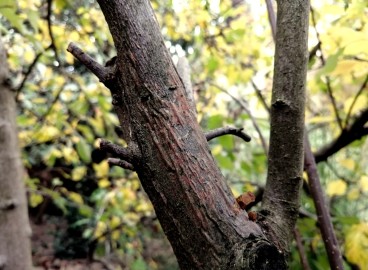 Comment soigner l'écorce abîmée et fissurée d'un pommier