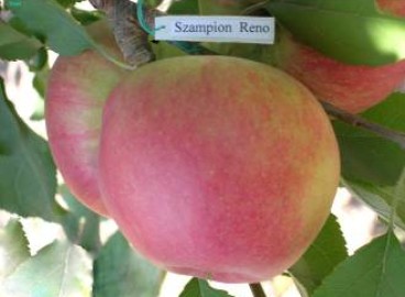 Pommier Champion Reno : caractéristiques de la variété et entretien