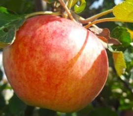 Pommier Avenarius : caractéristiques de la variété et entretien