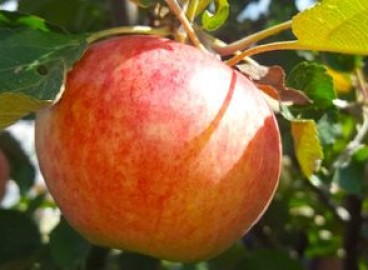 Pommier Avenarius : caractéristiques de la variété et entretien