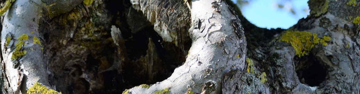 Comment soigner et boucher une cavité dans un pommier : Traitement du tronc selon les règles