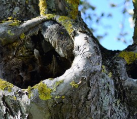 Comment soigner et boucher une cavité dans un pommier : Traitement du tronc selon les règles