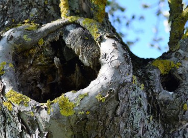 Comment soigner et boucher une cavité dans un pommier : Traitement du tronc selon les règles