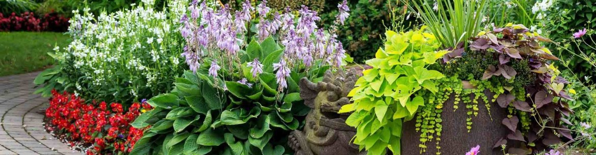Belles plantes vivaces pour le jardin : les meilleures pour votre terrain